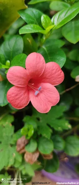  دانلود عکس گل با کیفیت بالا 8k