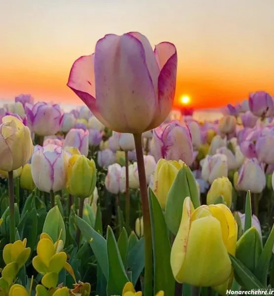  دانلود عکس گل با کیفیت بالا 8k