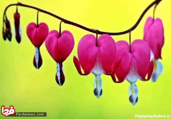  دانلود عکس گل با کیفیت بالا 8k