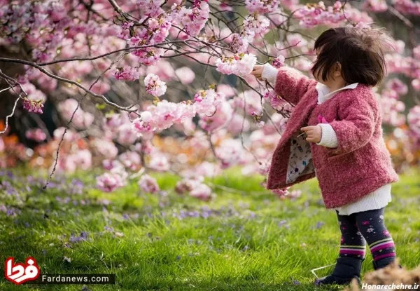 عکس گل با کیفیت 4k