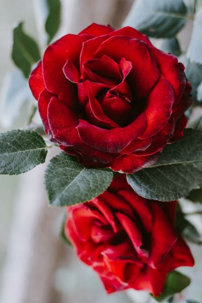  عکس گل با کیفیت 4k