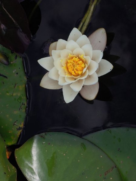  عکس گل با کیفیت 4k