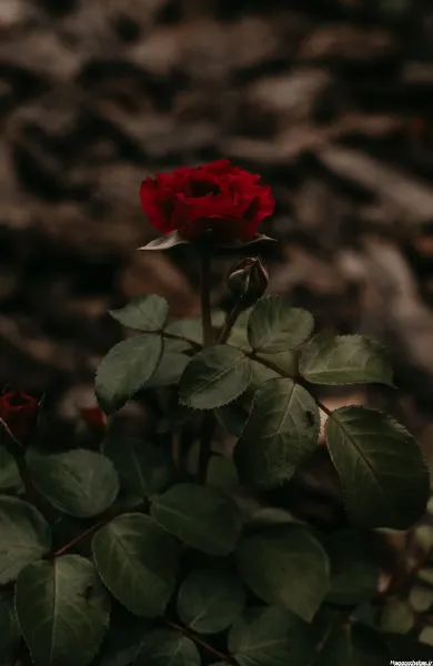  دانلود عکس گل رز