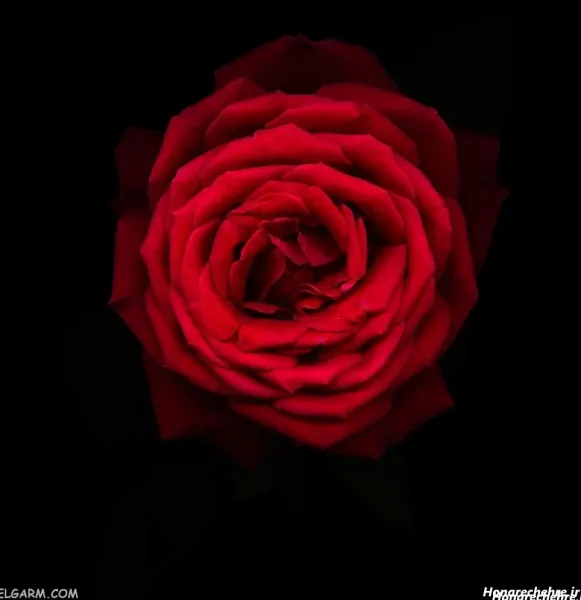  دانلود عکس گل رز