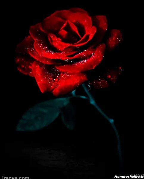  دانلود عکس گل رز