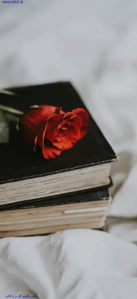  دانلود عکس گل رز