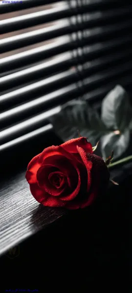  دانلود عکس گل رز