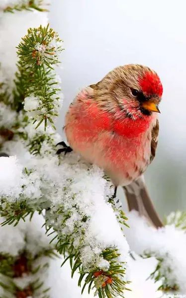 عکس پرندگان جفت زیبا