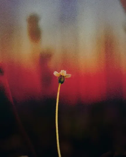  تصویر زمینه دشت گل های زرد با کیفیت HD