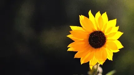  تصویر زمینه دشت گل های زرد با کیفیت HD