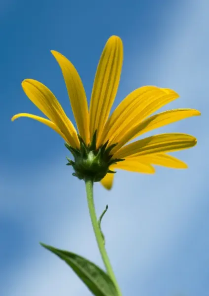  تصویر زمینه دشت گل های زرد با کیفیت HD