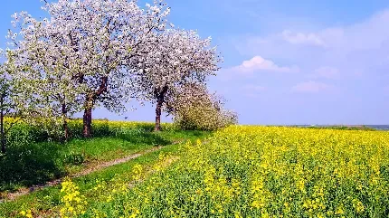  تصویر زمینه دشت گل های زرد با کیفیت HD