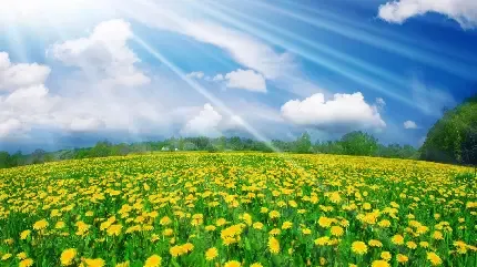  تصویر زمینه دشت گل های زرد با کیفیت HD