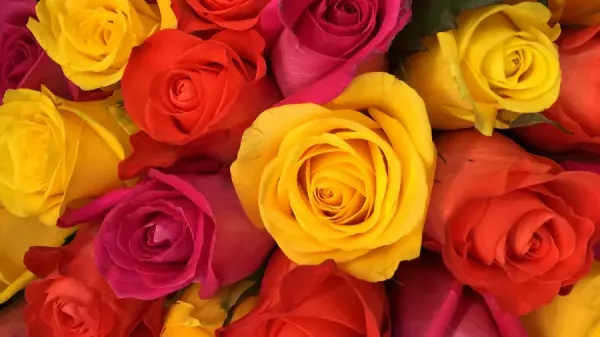  عکس گل رز زرد عاشقانه