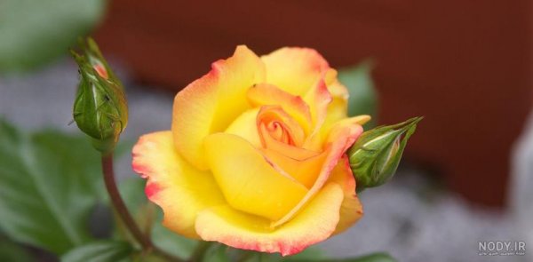  عکس گل زرد برای تصویر زمینه