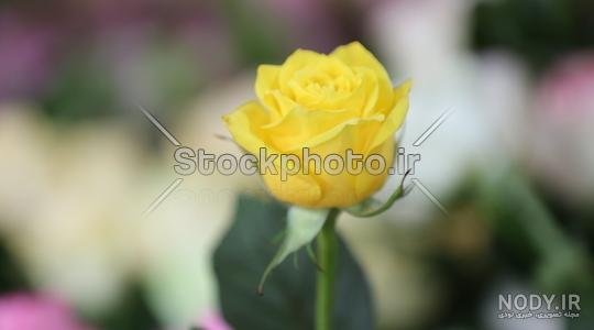  عکس گل زرد برای تصویر زمینه