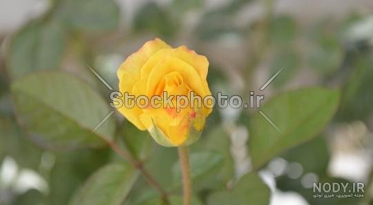  عکس گل زرد برای تصویر زمینه