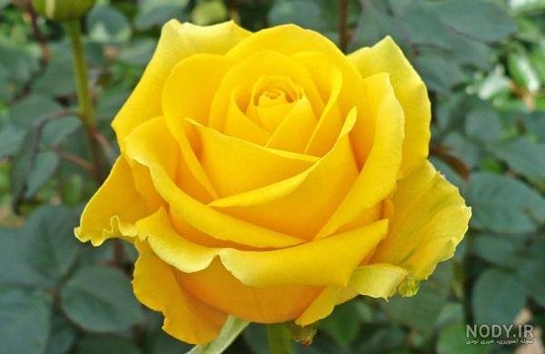  عکس گل زرد برای تصویر زمینه