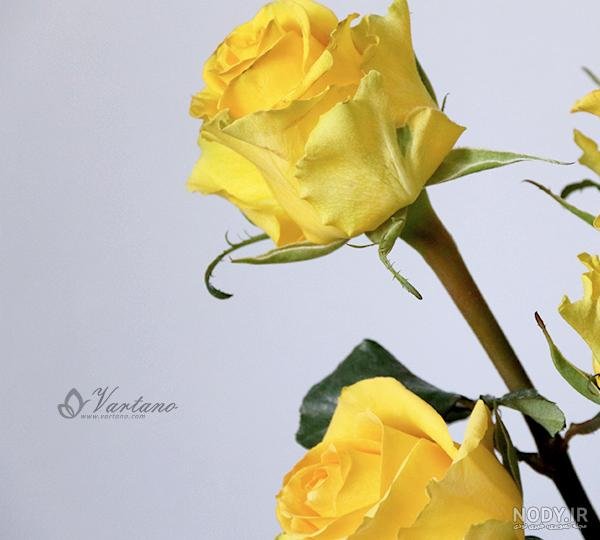  عکس گل زرد برای تصویر زمینه