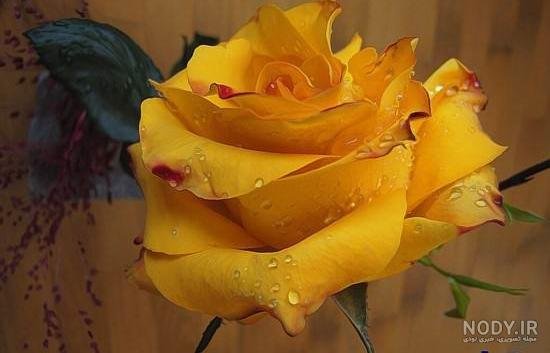 عکس گل زرد برای پروفایل واتساپ