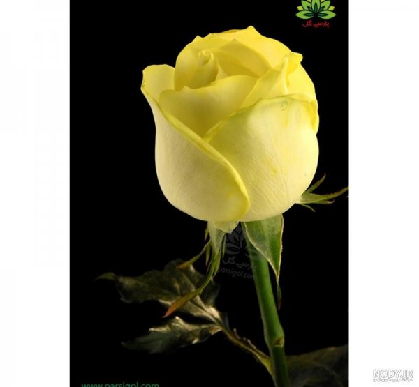 عکس گل زرد و قرمز