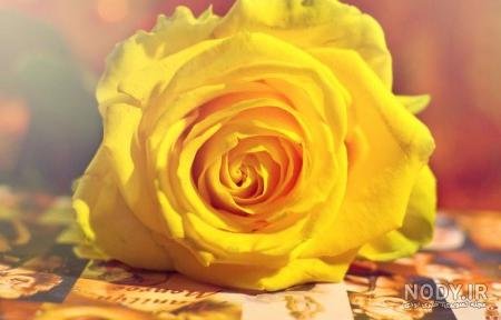 عکس گل زرد و قرمز