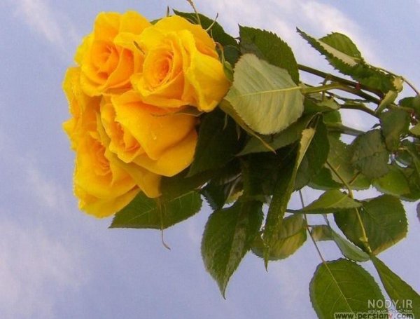 عکس گل زرد و قرمز