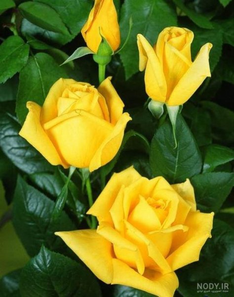 عکس گل زرد و قرمز