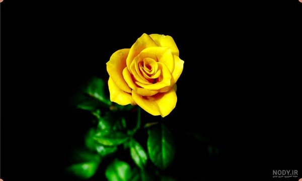 عکس گل زرد و قرمز