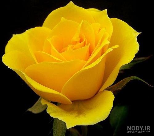 عکس گل زرد و قرمز