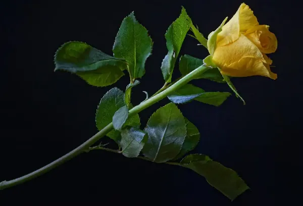 عکس گل زرد برای تصویر زمینه