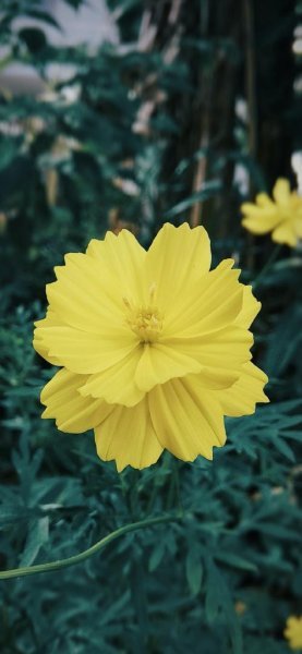 عکس گل زرد ریز