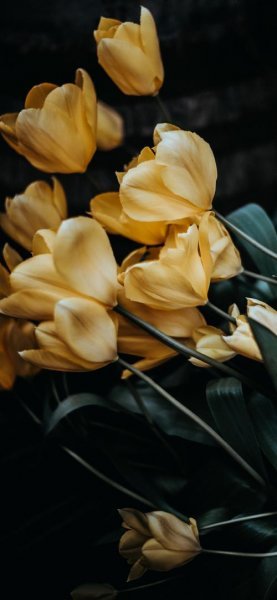  عکس گل زرد ریز