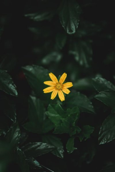  عکس گل زرد ریز