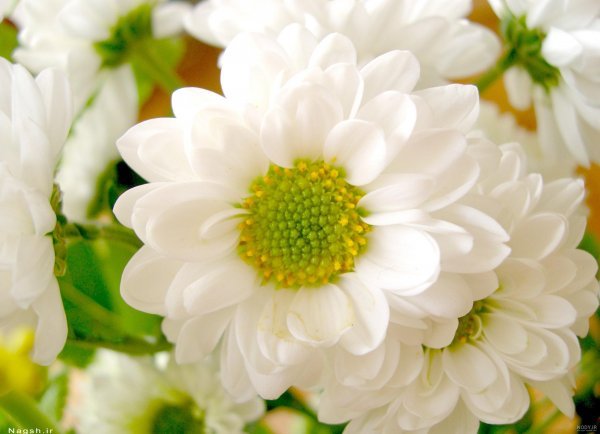 عکس گل زرد و سفید