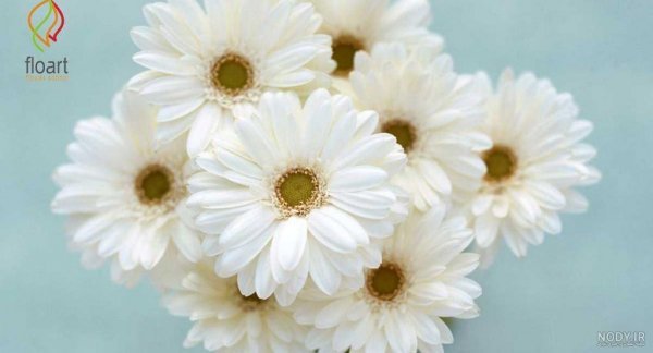  عکس گل زرد و سفید