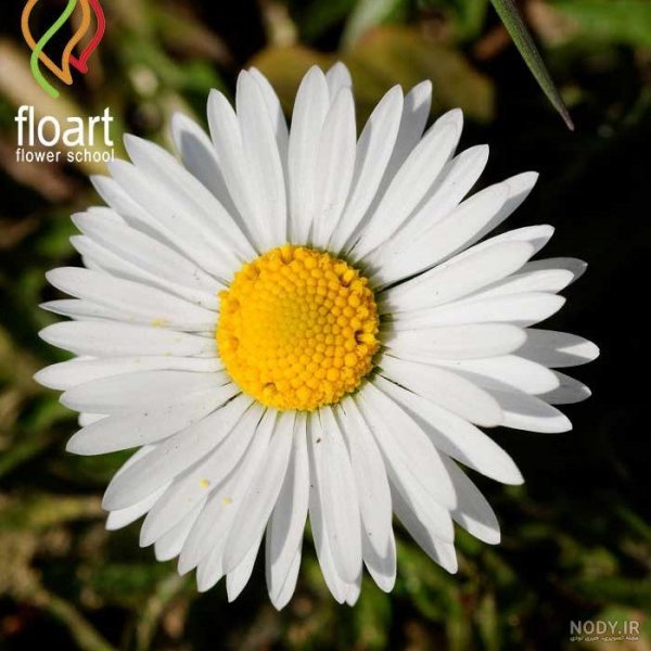  عکس گل زرد و سفید