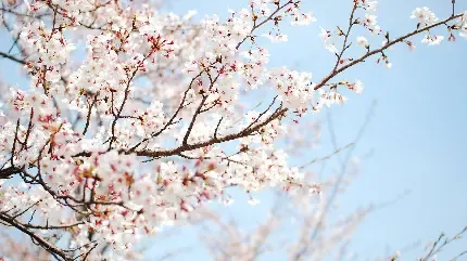  عکس شکوفه بهاری با کیفیت HD