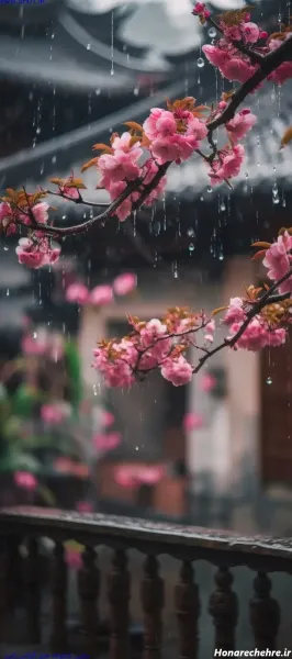  بک گراند ژاپنی