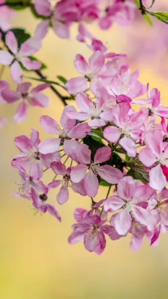  عکس باربی واقعی برای پروفایل