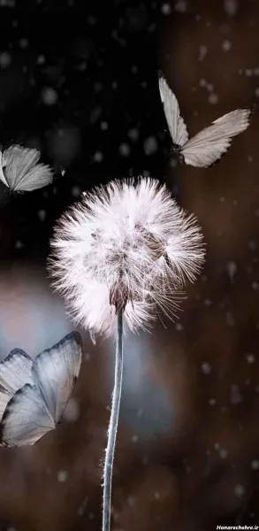  عکس بک گراند گوشی