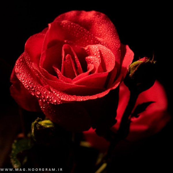 عکس قرمز روشن