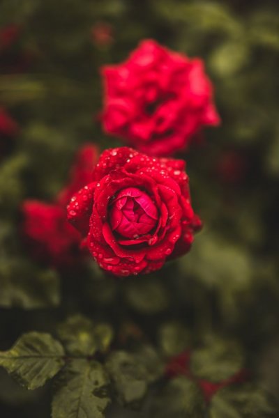 عکس قرمز روشن