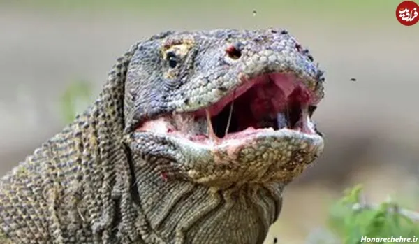  عکس اژدها برای پروفایل