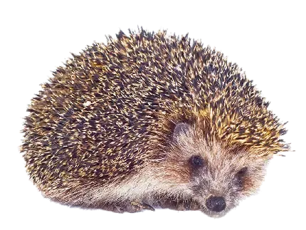  بک گراند دخترونه با آرایش رنگارنگ