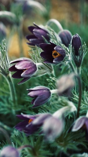  تصویر زمینه بنفش برای گوشی