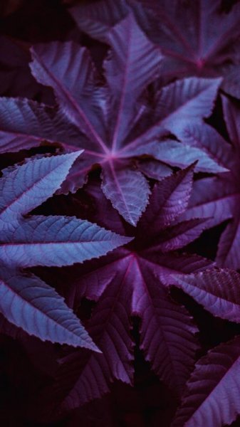  تصویر زمینه بنفش برای گوشی