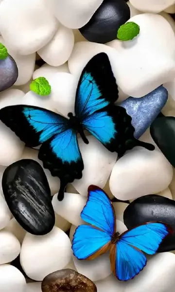 عکس های پروانه