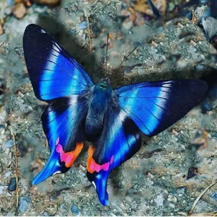  عکس های پروانه