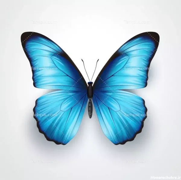  عکس پس زمینه پروانه آبی